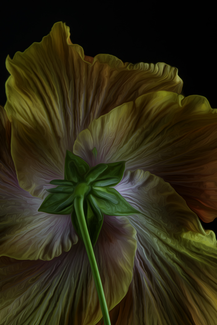 Creative In Class M By Bill Rothfuss For Hibiscus Backside SEP-2022.jpg